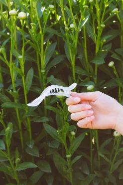 Andi Alligator Claw Clip