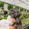 Andi Audrey Comb in Silver